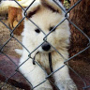 Meet your Posher, Aura